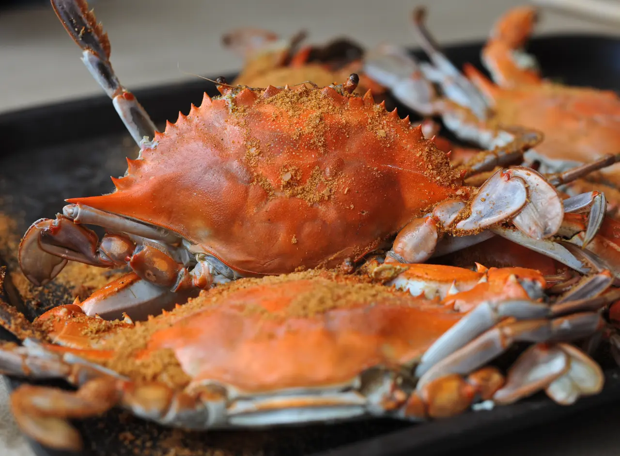 Steamed Maryland blue crabs, bright orange and dusted with seasoning.