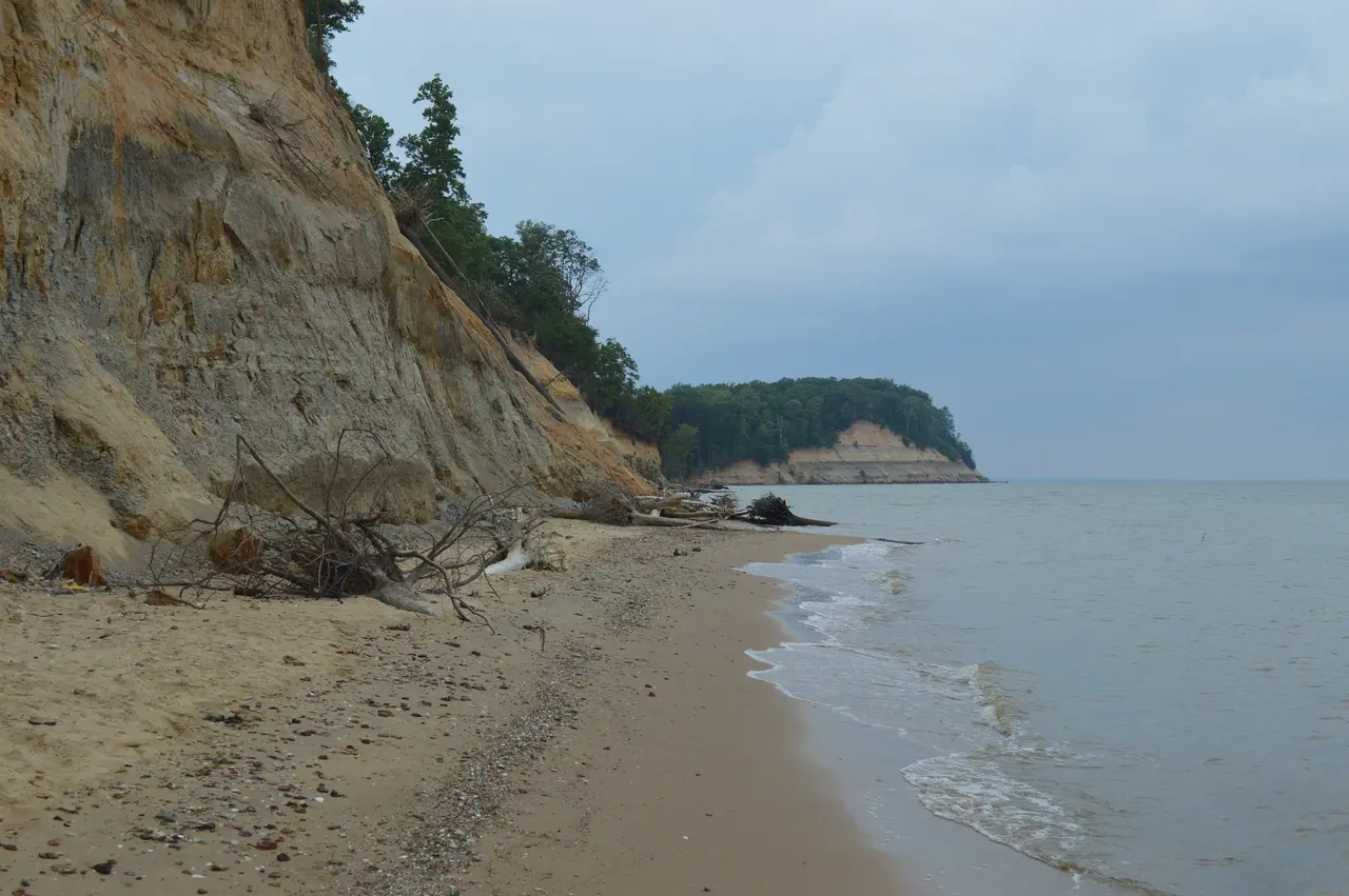 The sandy beach below Calvert Cliffs, with wooded bluffs running out into the Chesapeake Bay.