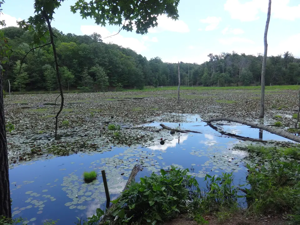 A freshwater marsh ringed by forest at Calvert Cliffs State Park, with the sky reflected in open water.